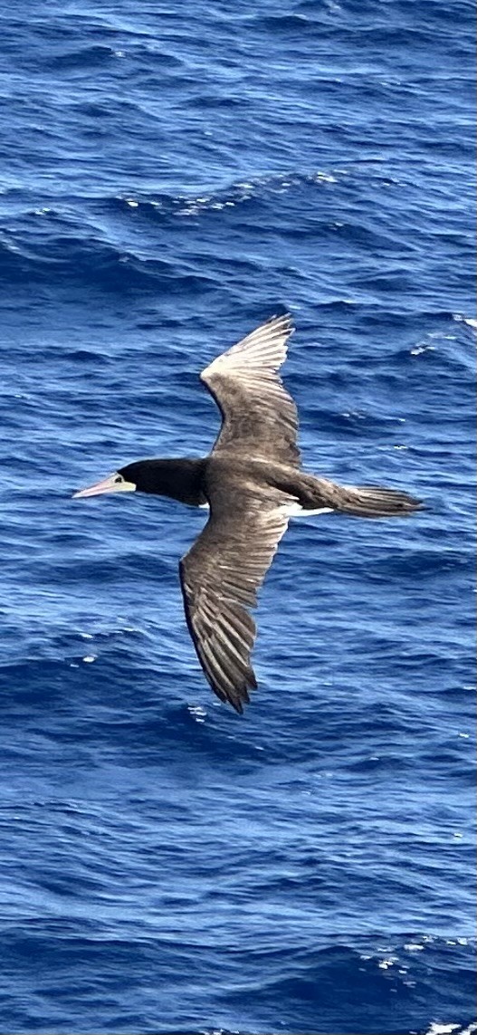 Brown Booby - ML645728331