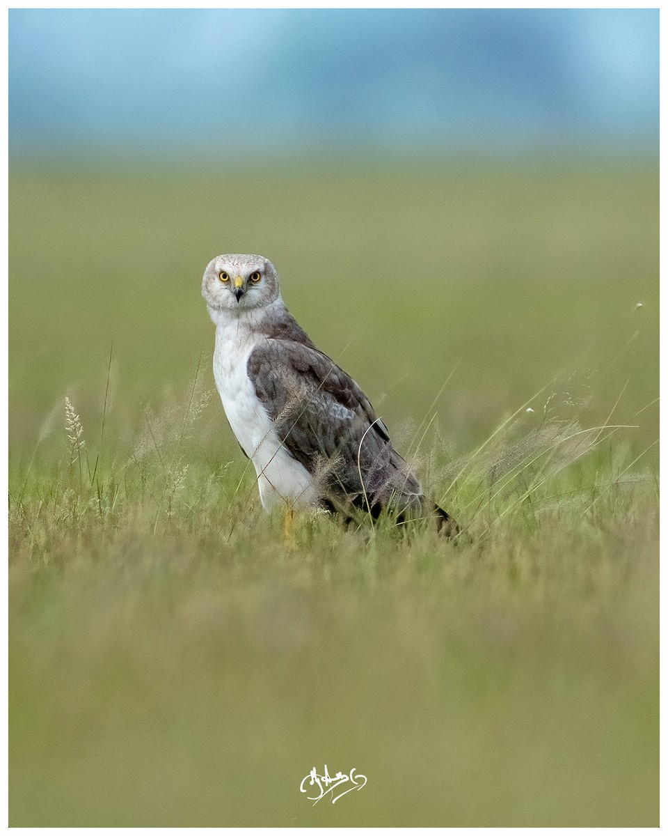 Pallid Harrier - ML645728338