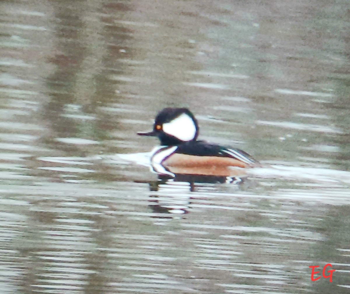 Hooded Merganser - ML645728339