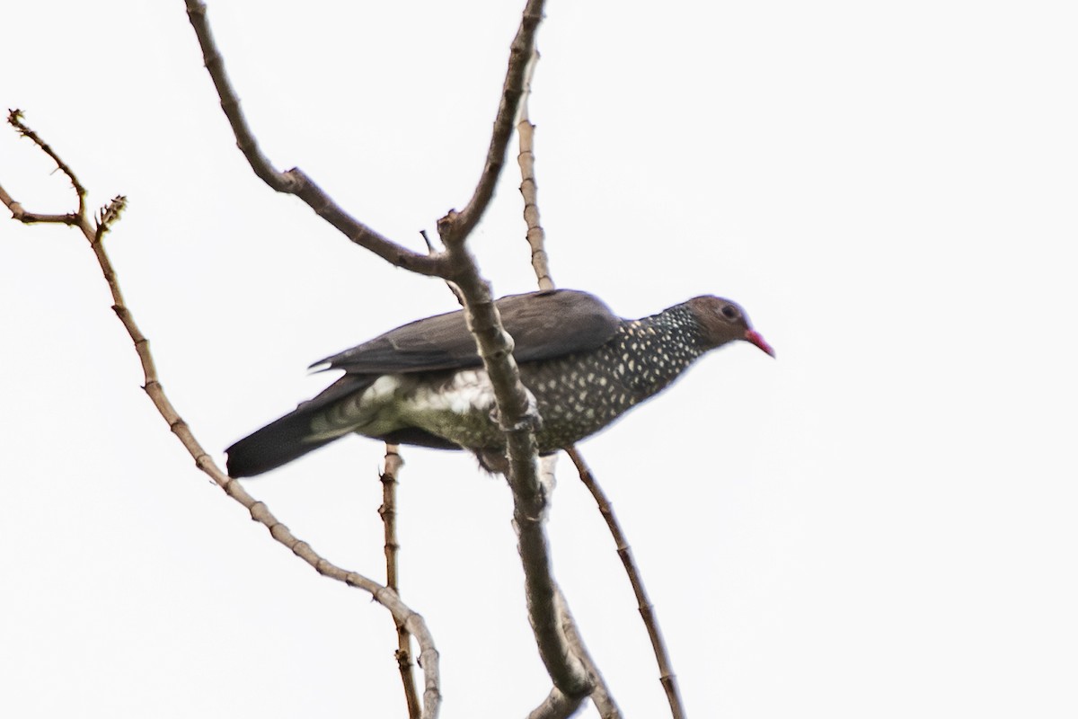 Scaled Pigeon - ML645728340