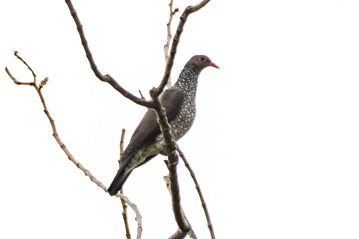 Scaled Pigeon - ML645728341