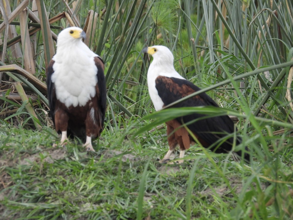 Schreiseeadler - ML645728346