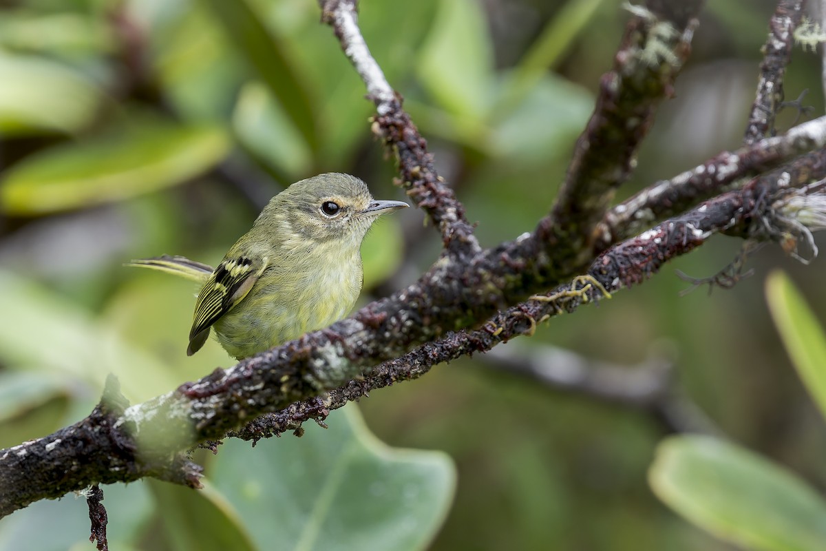 Bahia Tyrannulet - ML645728347