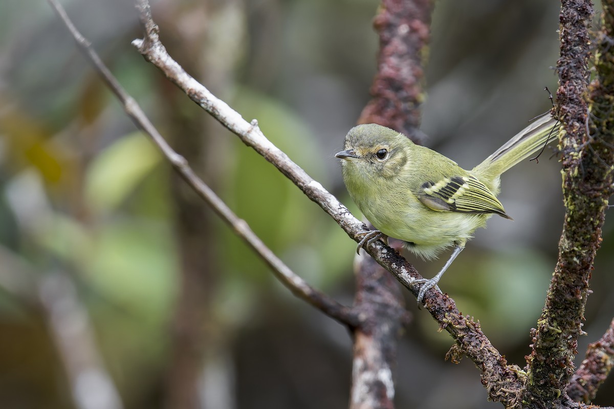 Bahia Tyrannulet - ML645728348