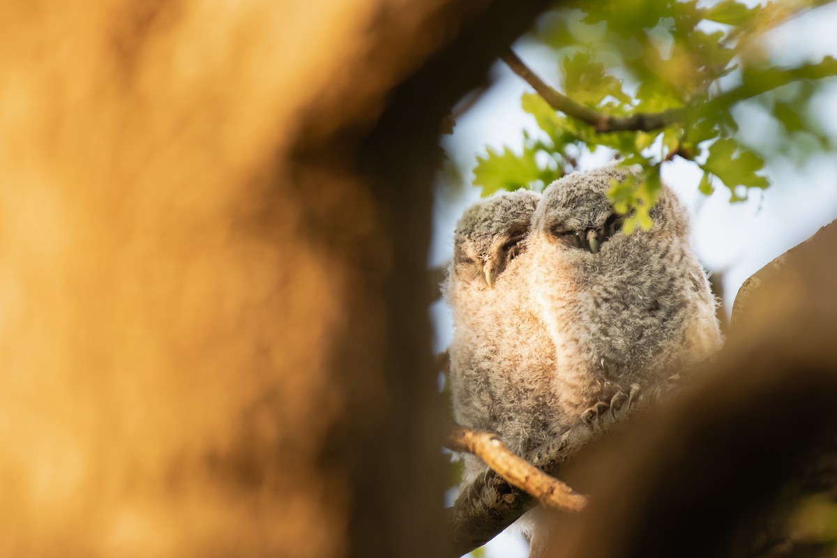 Chouette hulotte - ML645728349