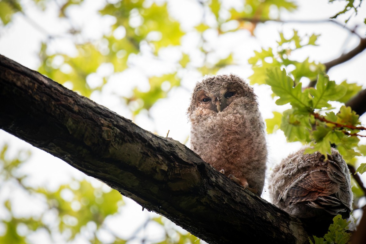 Chouette hulotte - ML645728350