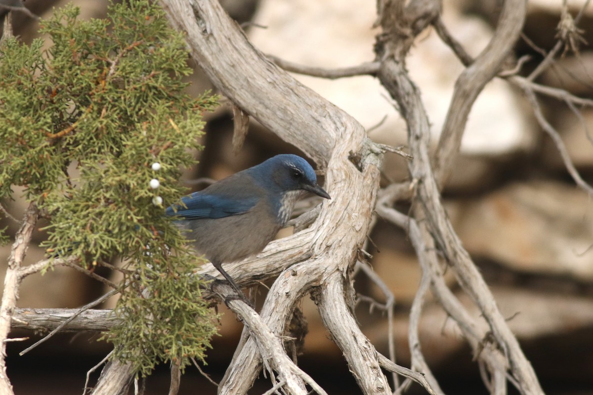 Woodhouse's Scrub-Jay - ML645728356