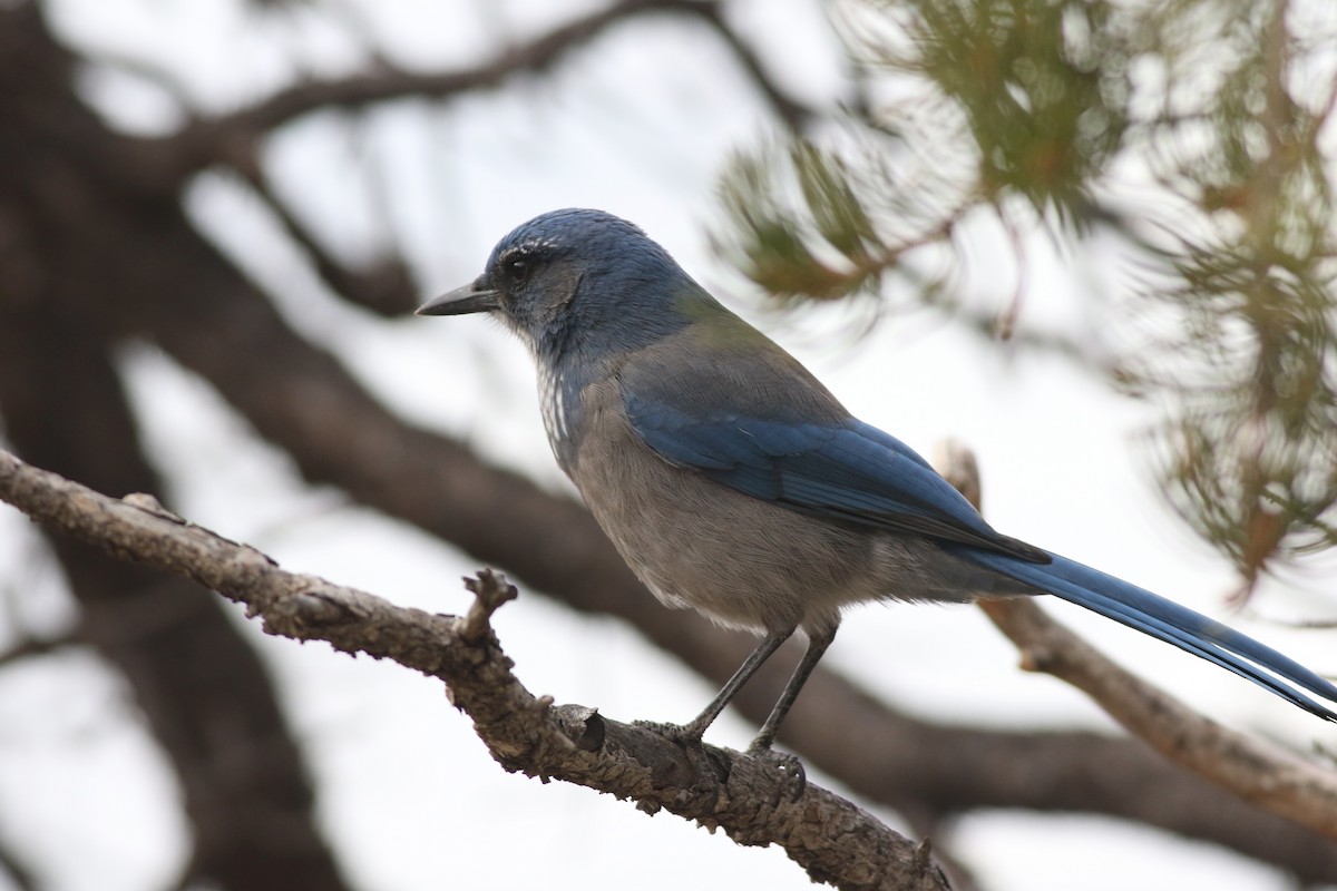 Woodhouse's Scrub-Jay - ML645728357
