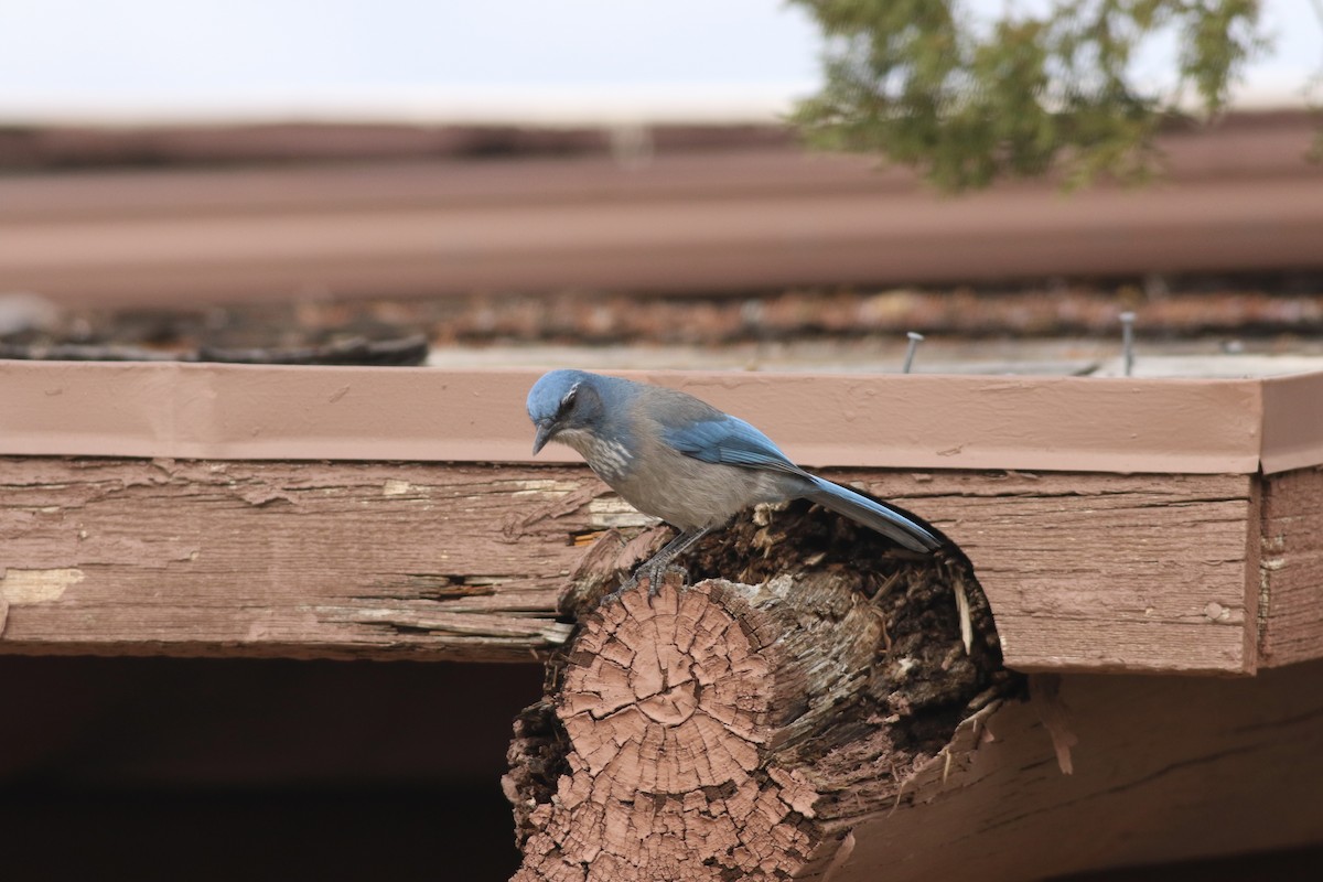 Woodhouse's Scrub-Jay - ML645728358