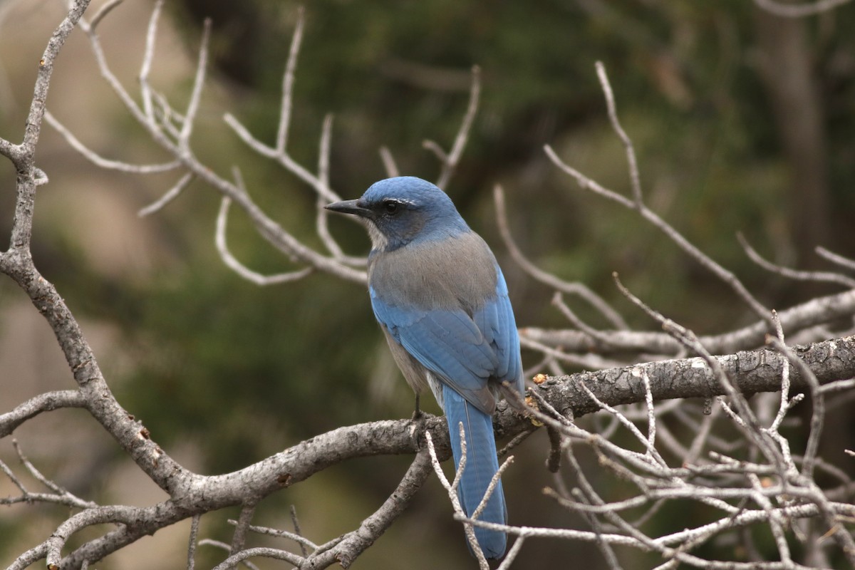 Woodhouse's Scrub-Jay - ML645728361