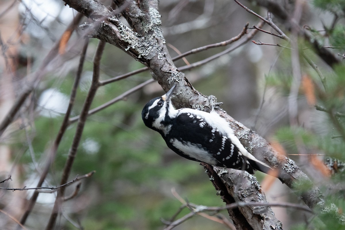 Hairy Woodpecker - ML645728370
