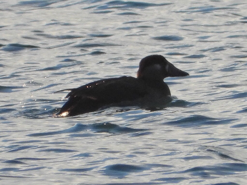 Surf Scoter - ML645728372
