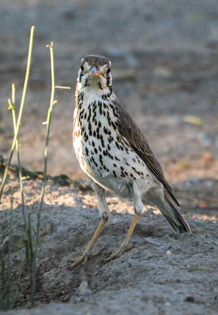 Groundscraper Thrush - ML645728385