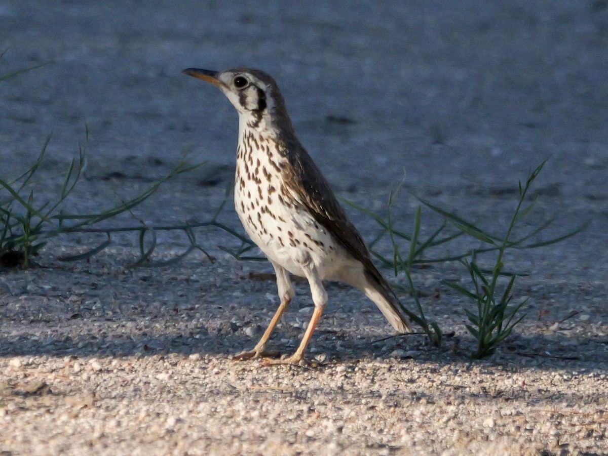 Groundscraper Thrush - ML645728386