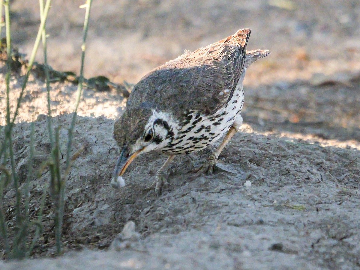 Groundscraper Thrush - ML645728387