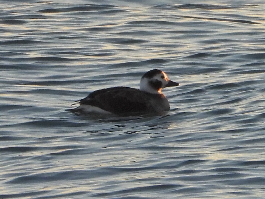 Long-tailed Duck - ML645728391