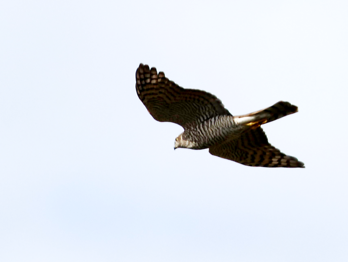 Eurasian Sparrowhawk - ML645728397