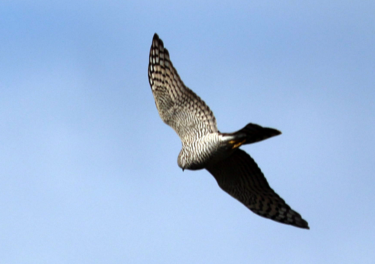 Eurasian Sparrowhawk - ML645728399