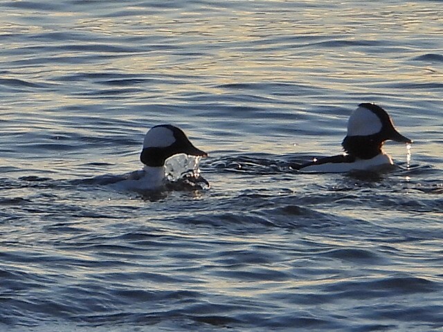 Bufflehead - ML645728402