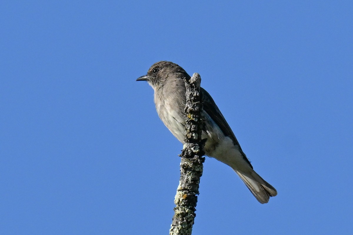 Brown-backed Honeybird - ML645728406