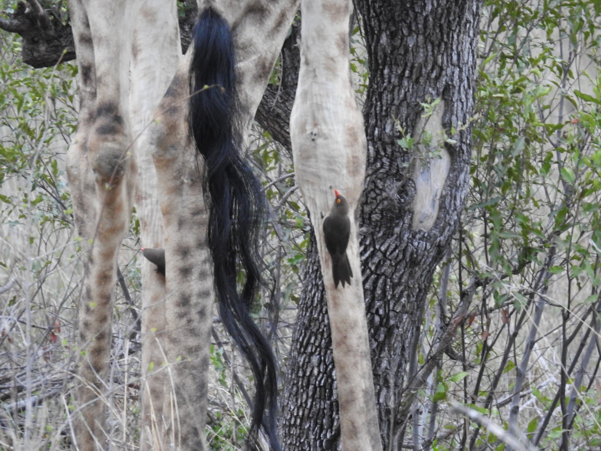 rødnebboksehakker - ML645728409