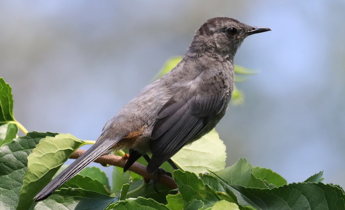 Gray Catbird - ML645728410
