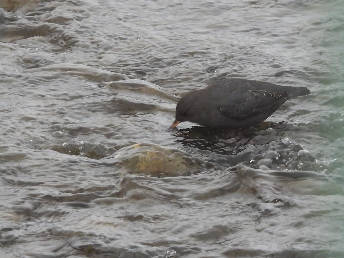 American Dipper - ML645728416