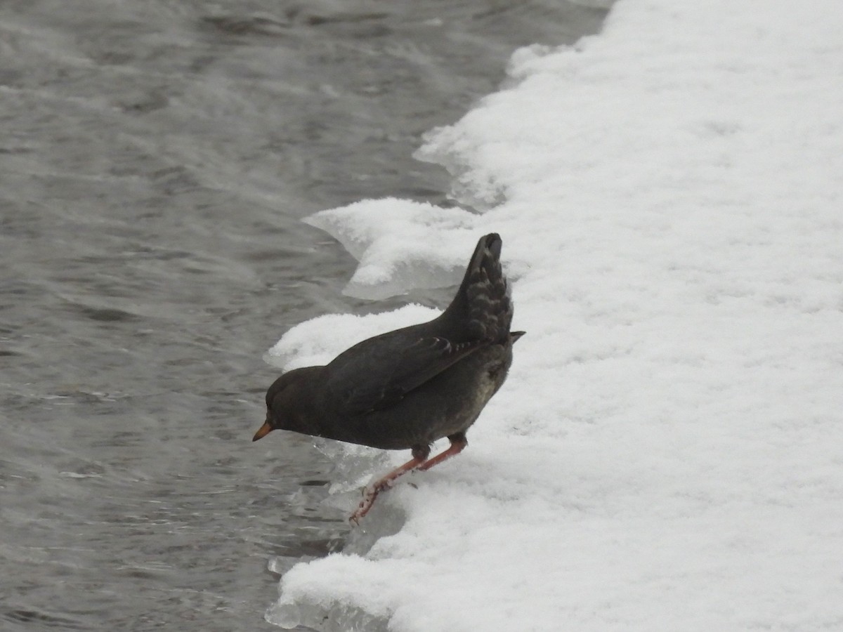 American Dipper - ML645728417