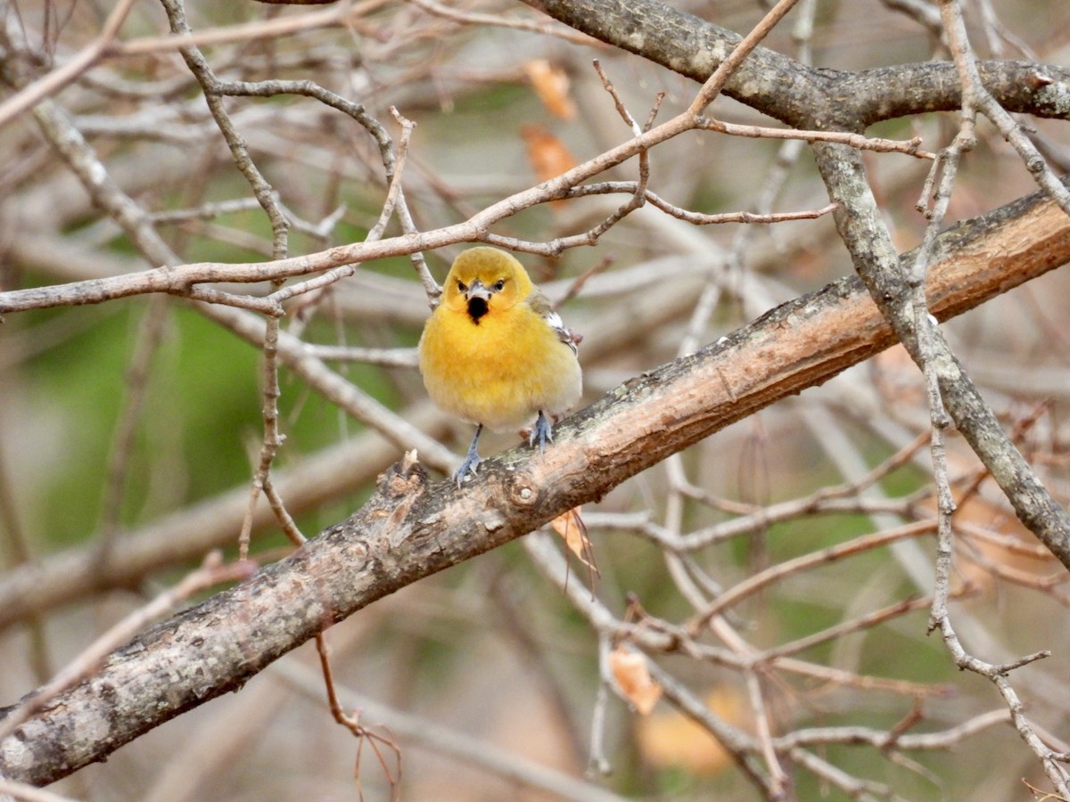 Bullock Turpiyalı - ML645728420