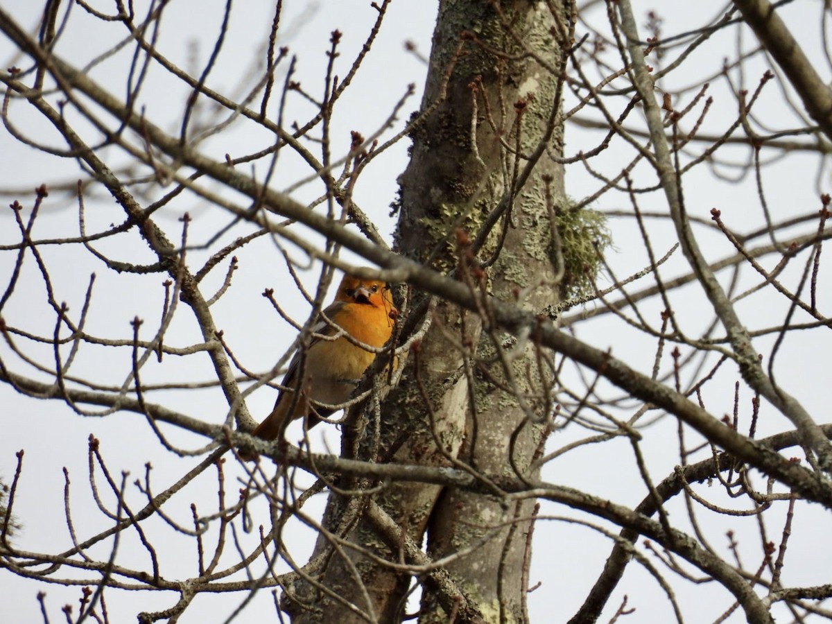 Bullock Turpiyalı - ML645728421