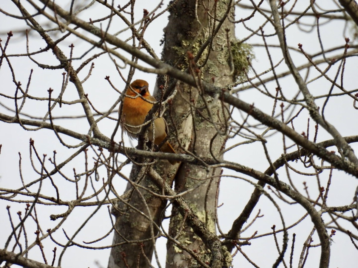 Bullock Turpiyalı - ML645728423