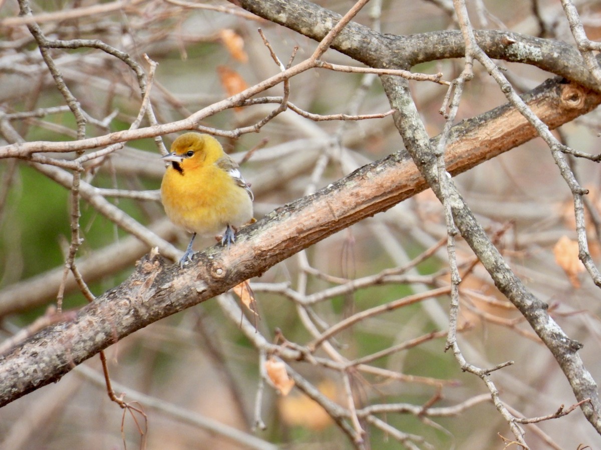 Bullock Turpiyalı - ML645728424