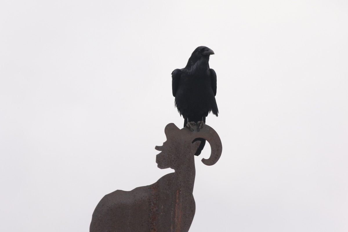 עורב שחור - ML645728428