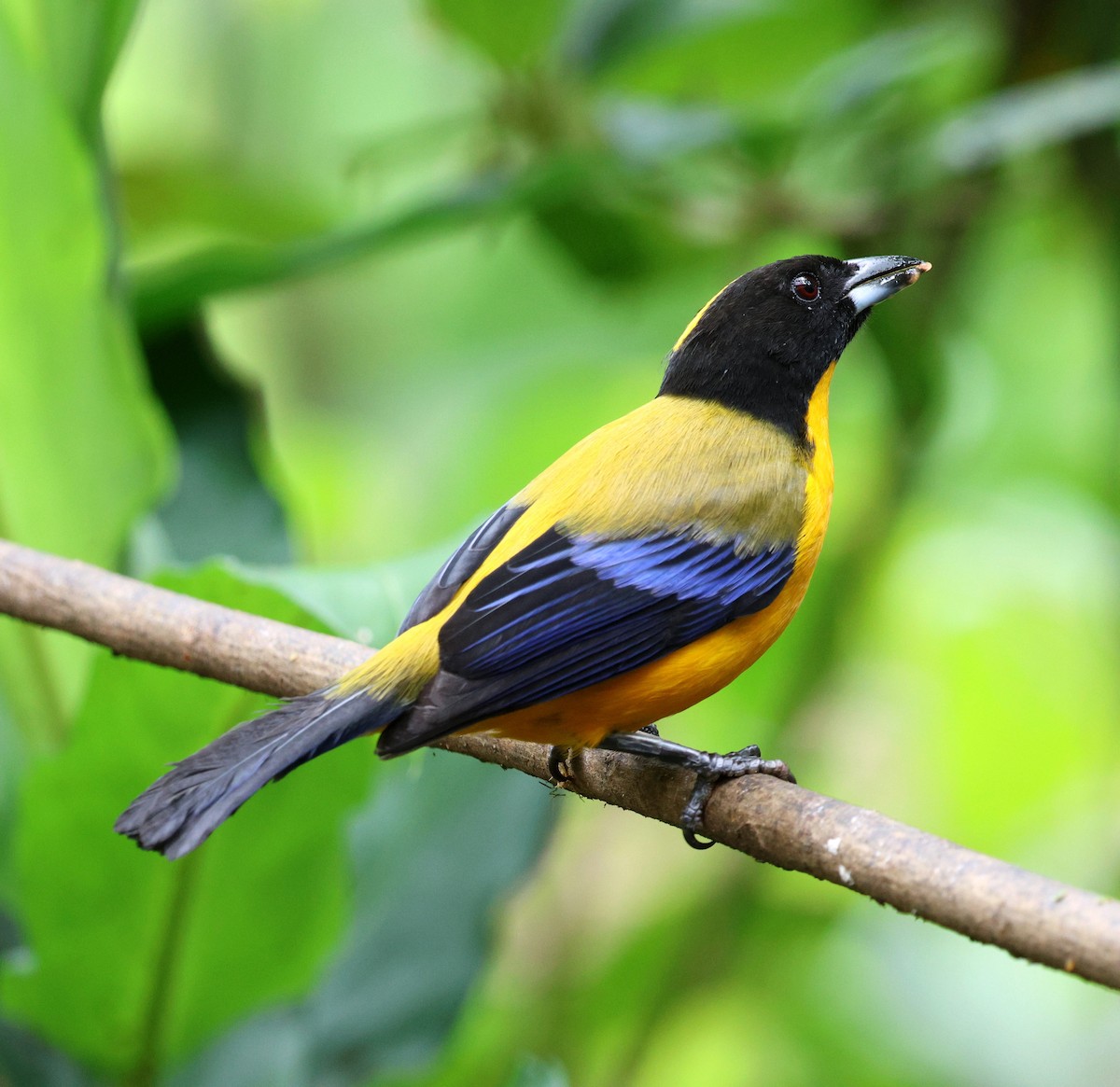 Black-chinned Mountain Tanager - ML645728437