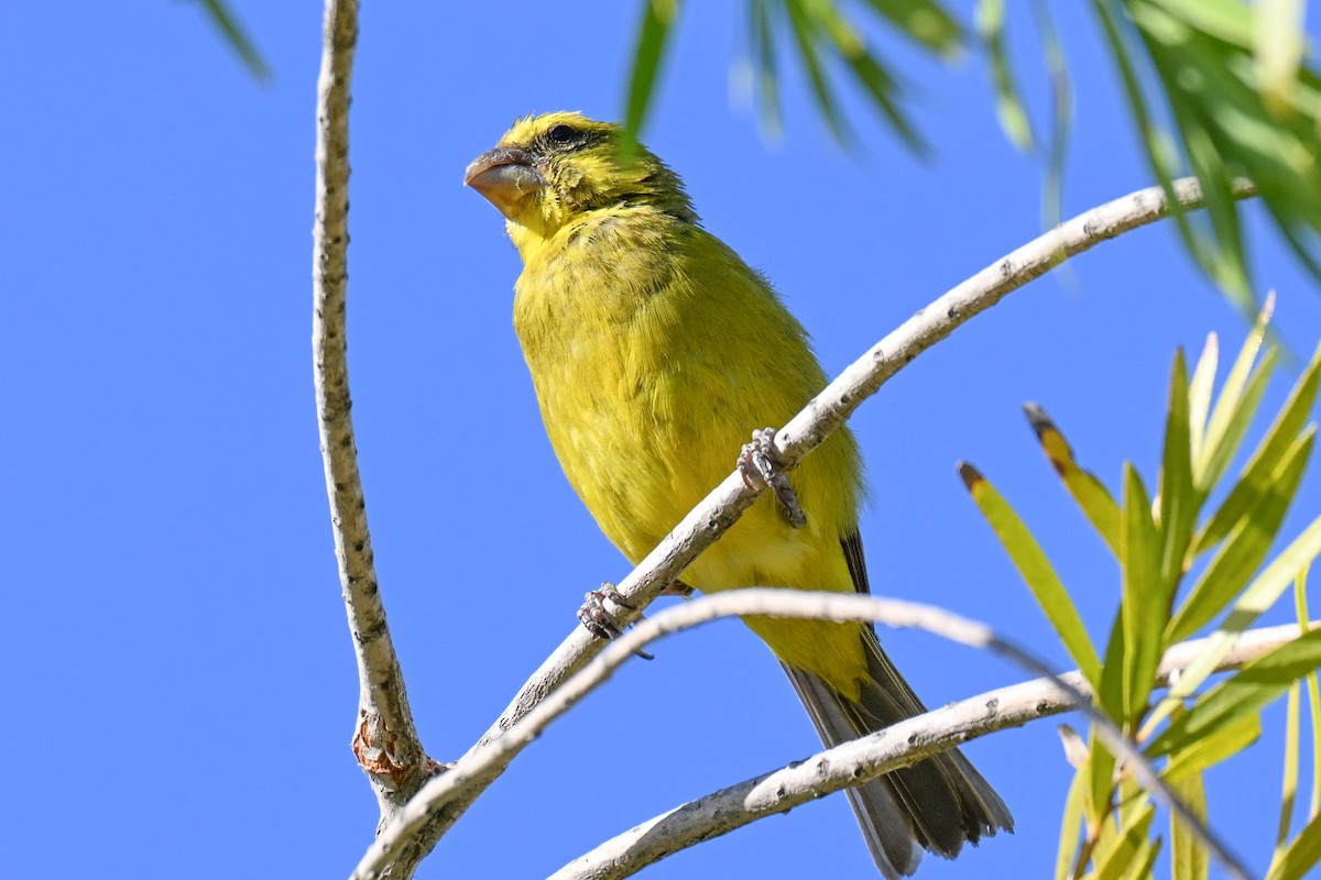 Brimstone Canary - ML645728440