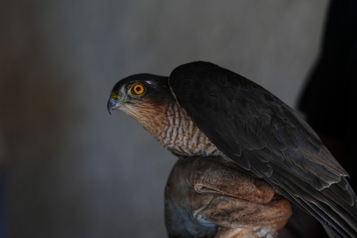 Eurasian Sparrowhawk - ML645728446