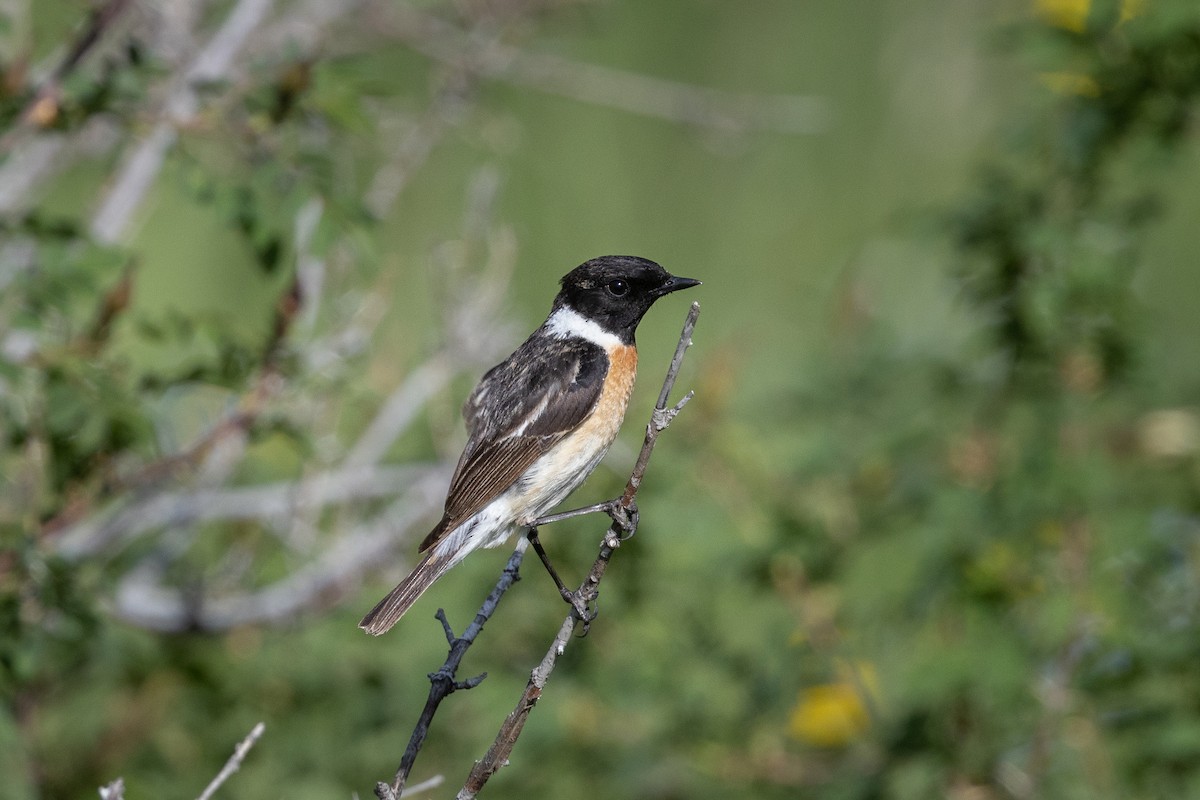 Трав’янка білошия [група maurus] - ML645728450