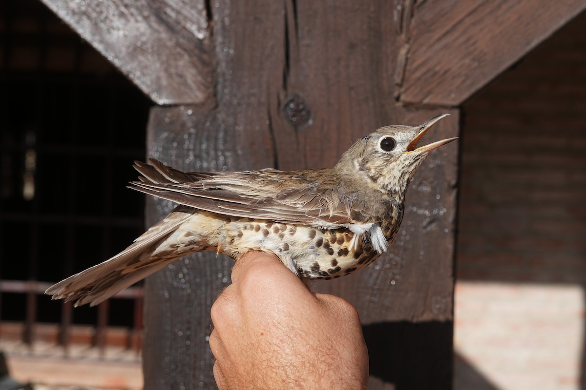 槲鶇 - ML645728457