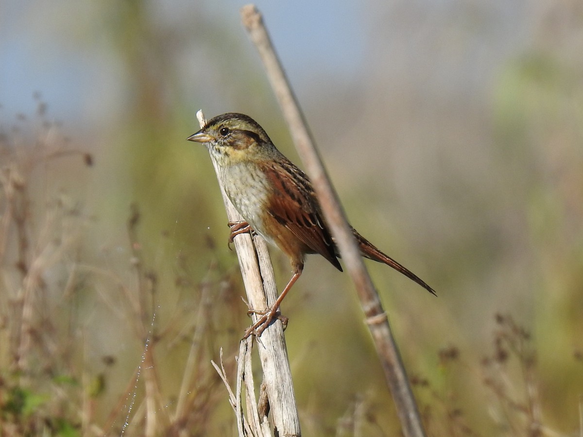 Swamp Sparrow - ML645728461