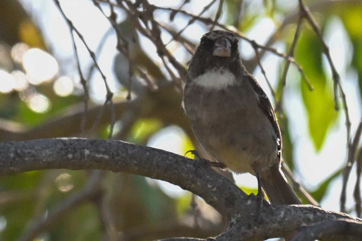Protea Canary - ML645728464