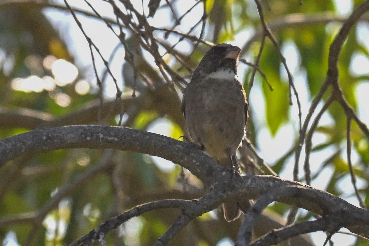 Protea Canary - ML645728465