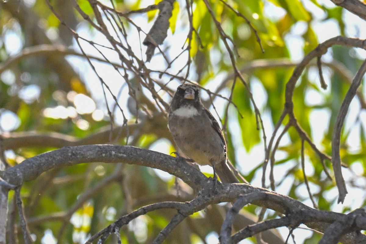 Protea Canary - ML645728466