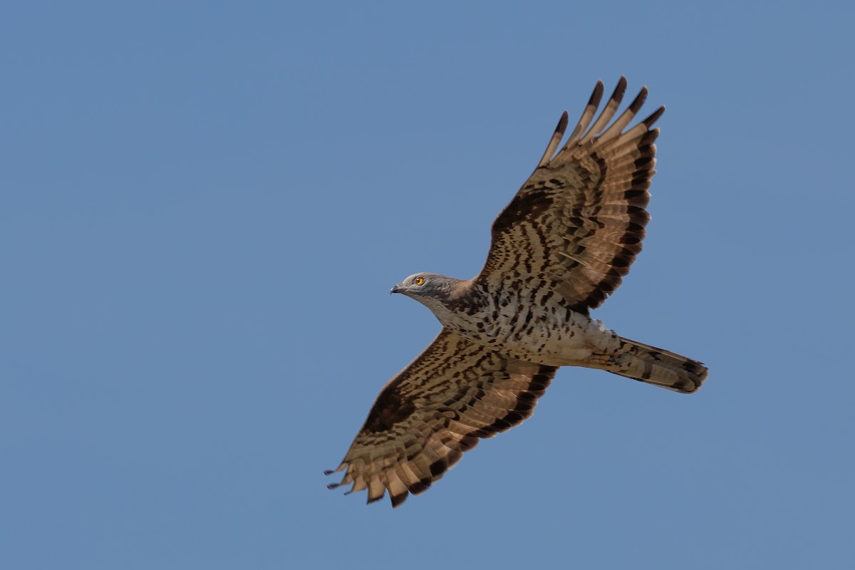 European Honey-buzzard - ML645728468