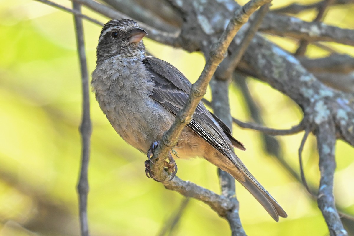 Streaky-headed Seedeater - ML645728485