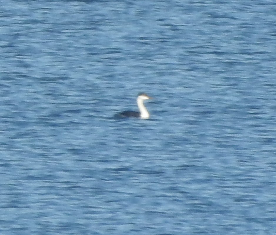 Western Grebe - ML645728489