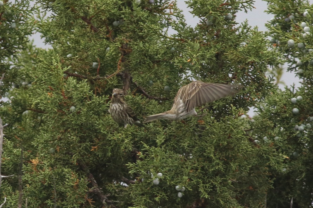 Cassin's Finch - ML645728502