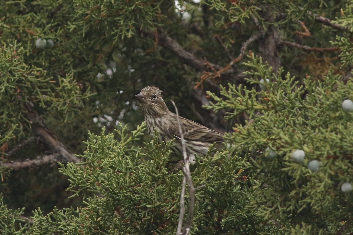 Cassin's Finch - ML645728503