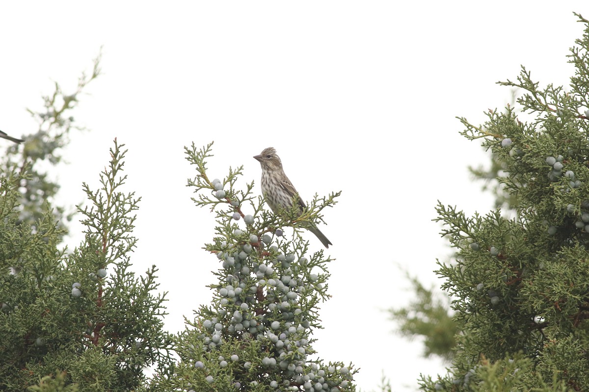 Cassin's Finch - ML645728504