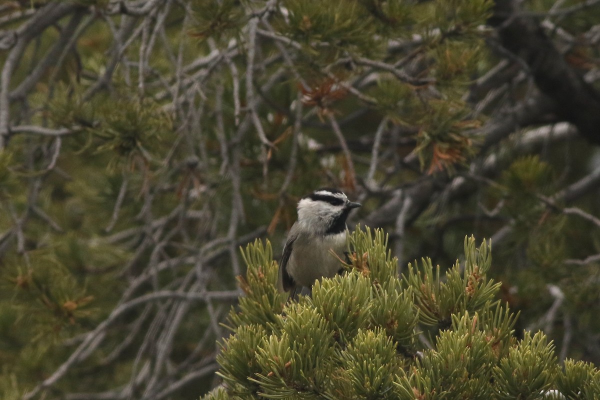 Mountain Chickadee (Rocky Mts.) - ML645728509