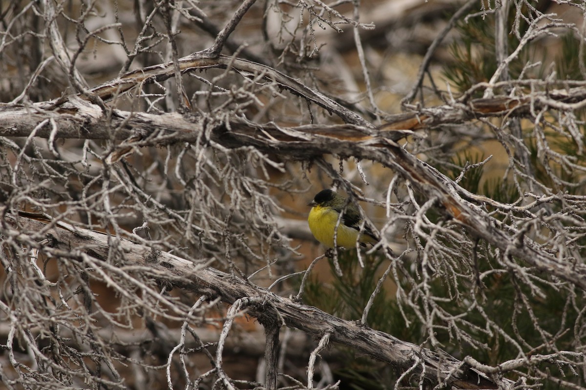 Lesser Goldfinch - ML645728526